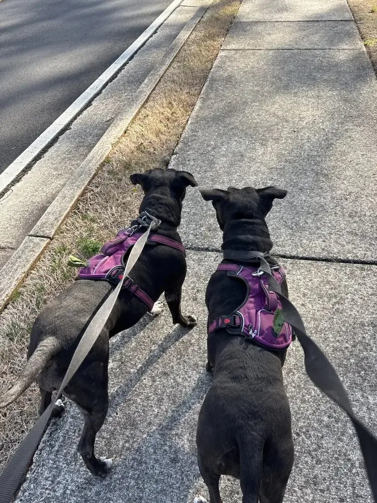 Paired dogs walking side by side with their Jumpin' Hounds walker in Powder Springs, GA