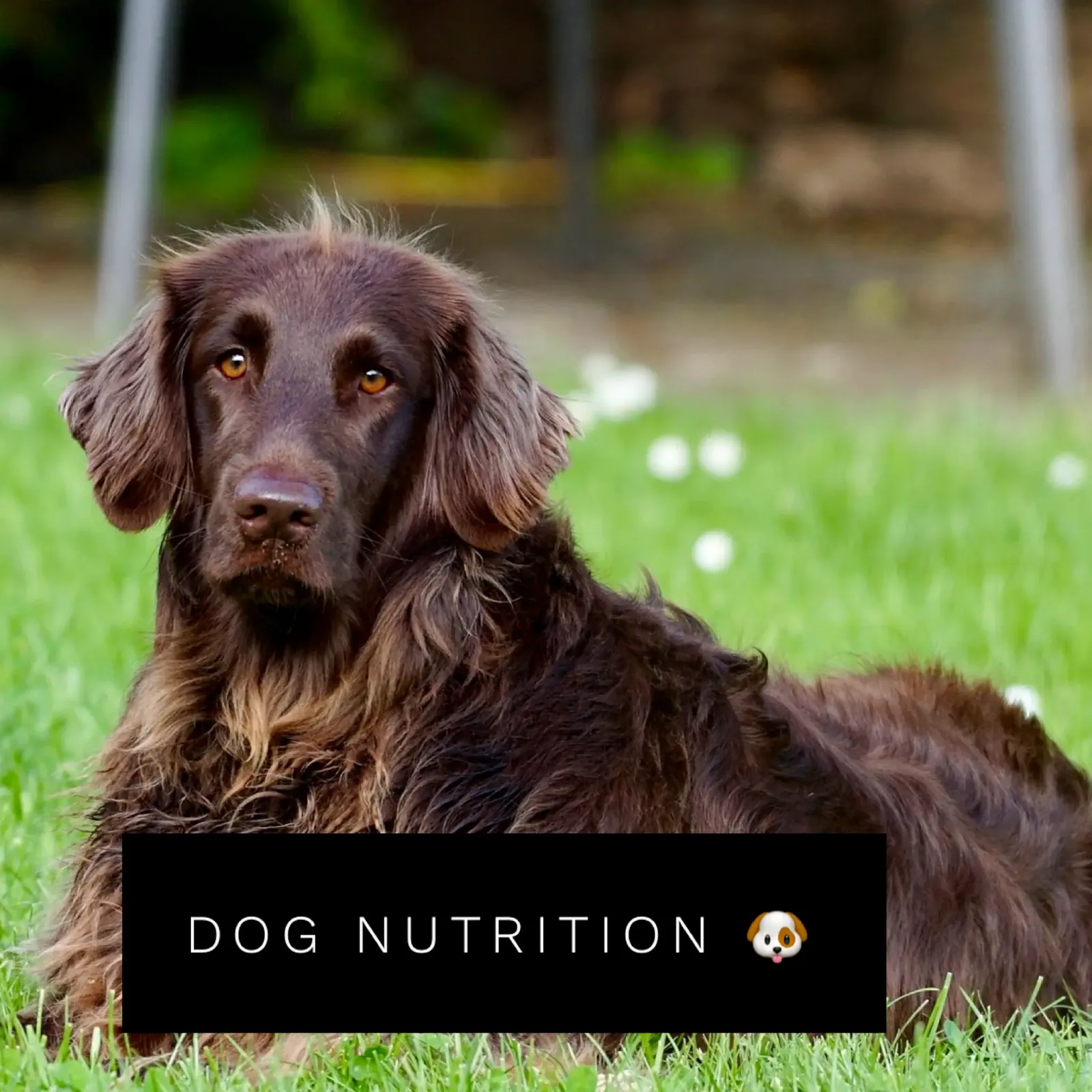 Healthy feeding and dog nutrition routine discussed during an in-home visit in Powder Springs, GA
