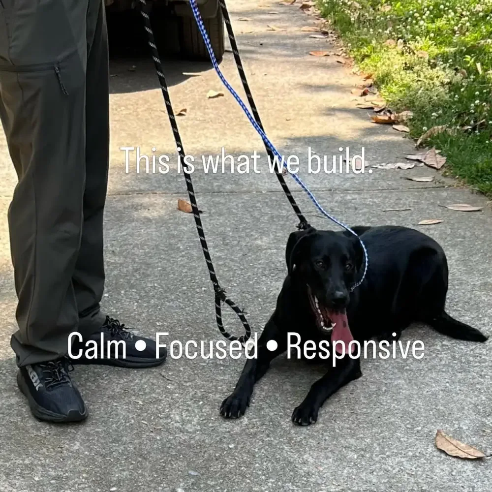 Leash training progress with a calm black dog during a Jumpin' Hounds session