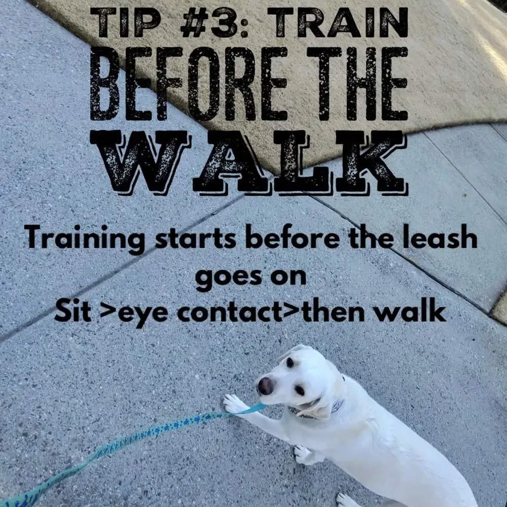 Basic obedience training on a loose leash with a client dog near Powder Springs, GA