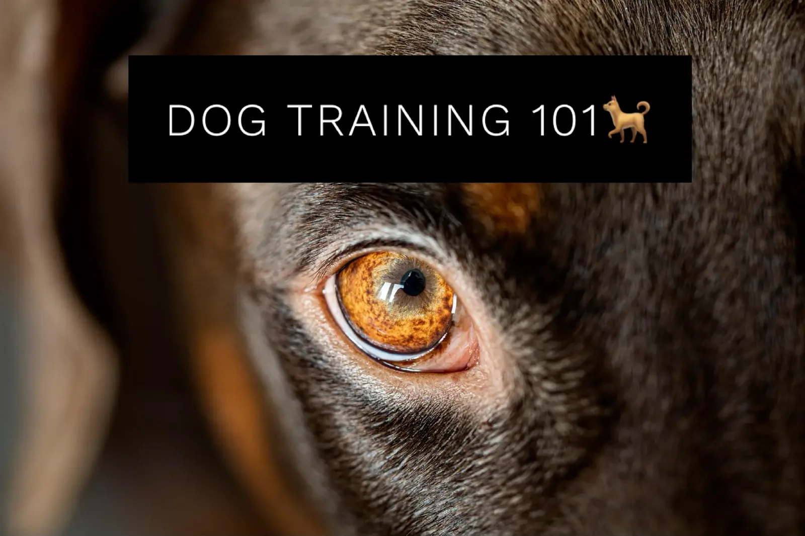 Practicing dog training basics with a client dog outdoors in Powder Springs, GA