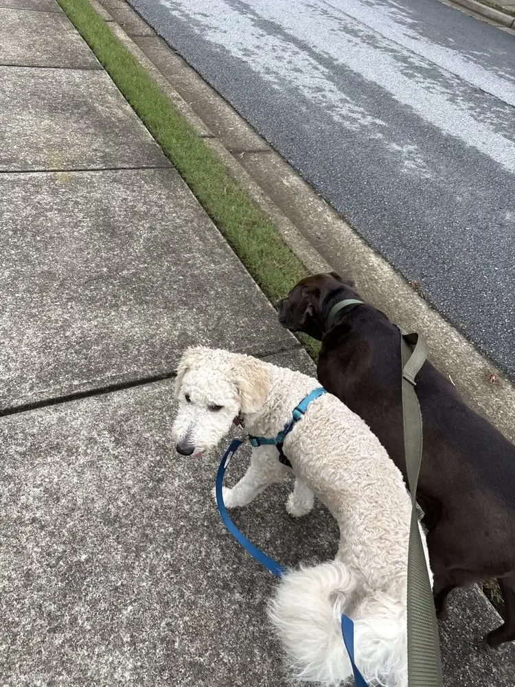 Two dogs on a professional dog walk through a Powder Springs, GA neighborhood