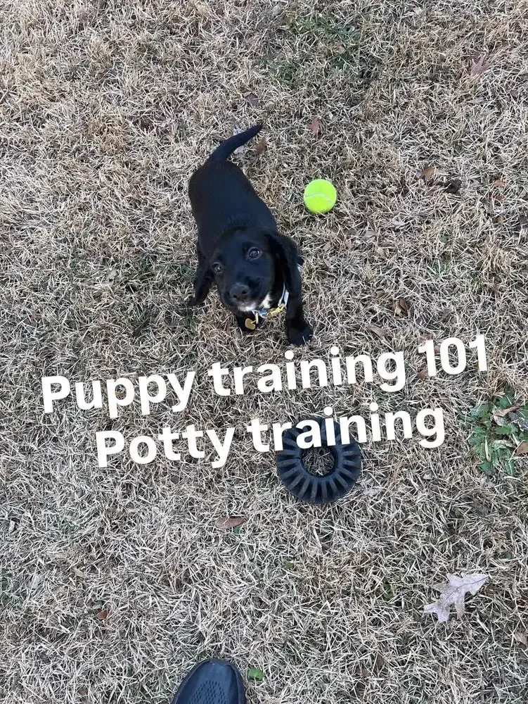 Puppy potty-training routine supported by Jumpin' Hounds in Powder Springs, GA