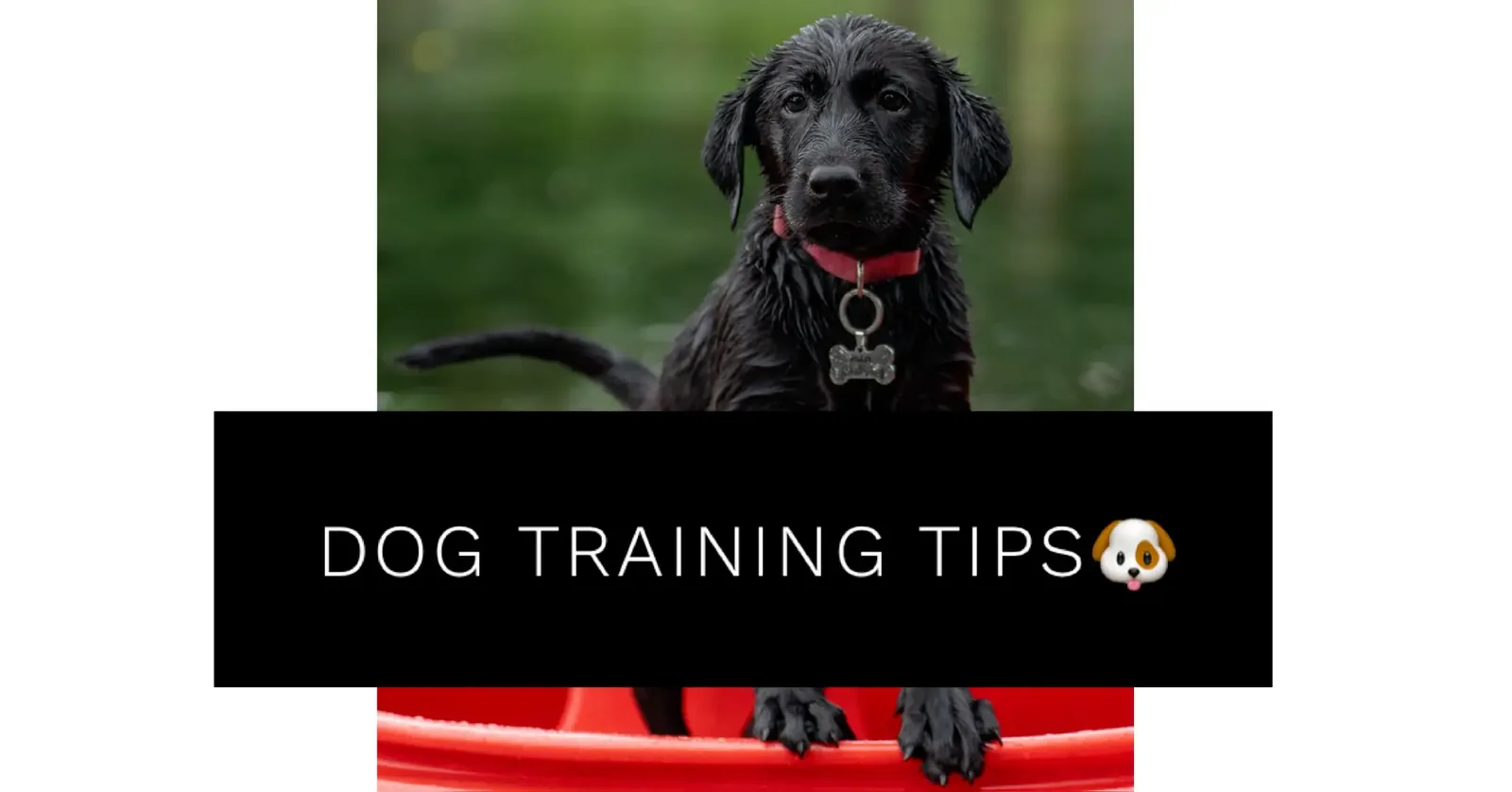 Obedience training tips demonstrated with a relaxed dog in Powder Springs, Georgia