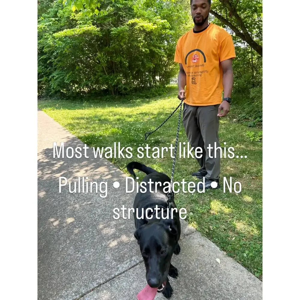 Combined dog walking and training session on a quiet street near Powder Springs, Georgia